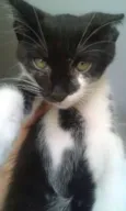 Nao tem