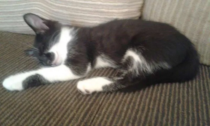 Gato ra a Vira lata idade 2 a 6 meses nome Nao tem 
