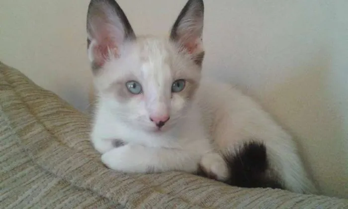 Gato ra a Vira lata idade 2 a 6 meses nome Nao tem 