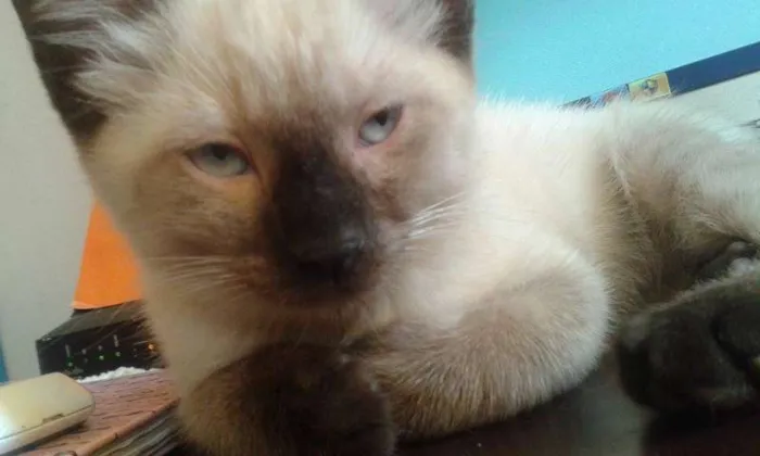 Gato ra a Vira lata idade 2 a 6 meses nome Nao tem 