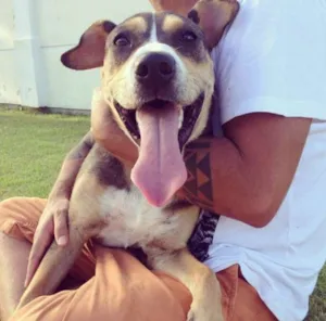 Cachorro raça Vira Lata idade 2 a 6 meses nome Valério