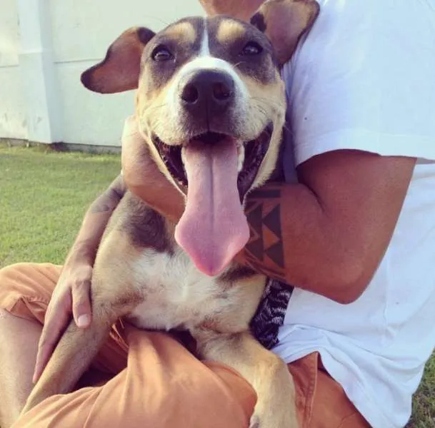Cachorro ra a Vira Lata idade 2 a 6 meses nome Valério