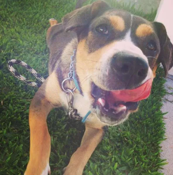 Cachorro ra a Vira Lata idade 2 a 6 meses nome Valério