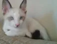 Nao tem 