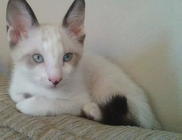 Gato ra a Vira lata idade 2 a 6 meses nome Nao tem 