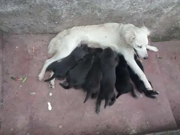 Cachorro ra a  idade Abaixo de 2 meses nome Filhotes