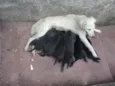 Filhotes