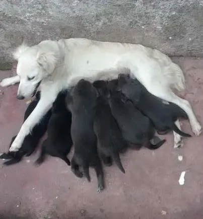 Cachorro ra a  idade Abaixo de 2 meses nome Filhotes