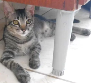 Gato raça Comum idade 2 a 6 meses nome MAGA