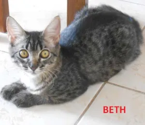 Gato raça comum idade 2 a 6 meses nome Beth