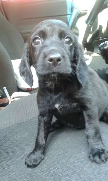 Cachorro ra a SRD idade 2 a 6 meses nome Maitê