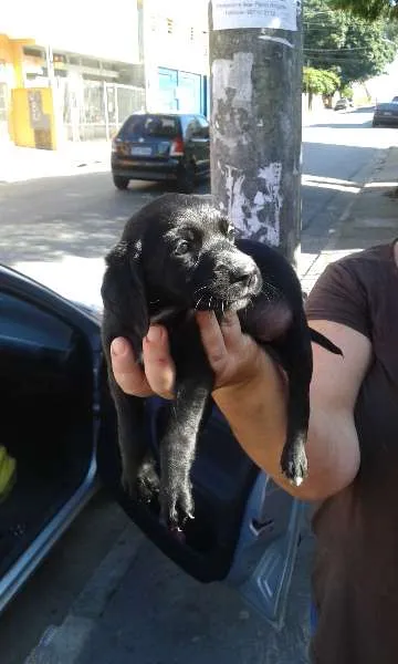 Cachorro ra a SRD idade 2 a 6 meses nome Maitê
