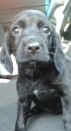 Cachorro raça SRD idade 2 a 6 meses nome Maitê
