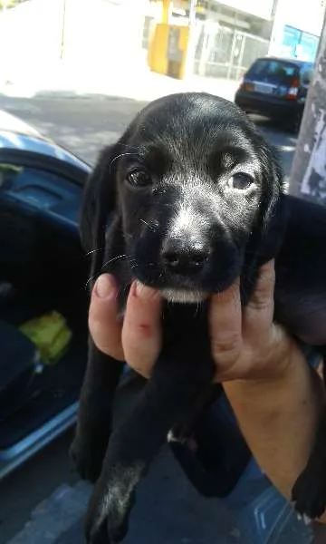 Cachorro ra a SRD idade 2 a 6 meses nome Bruna