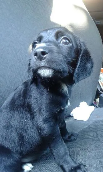 Cachorro ra a SRD idade 2 a 6 meses nome Bruna