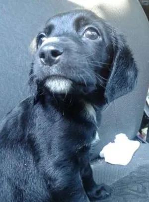 Cachorro raça SRD idade 2 a 6 meses nome Bruna