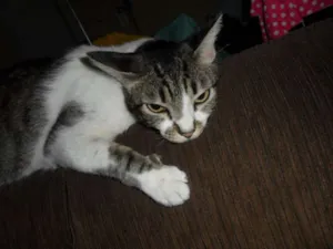 Gato raça Shorthair idade 3 anos nome Max