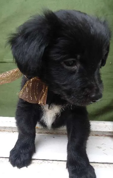 Cachorro ra a xxxxxx idade Abaixo de 2 meses nome xxxxxx