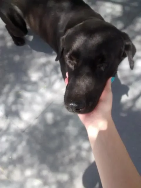 Cachorro ra a Sem raça definida idade  nome Não tem