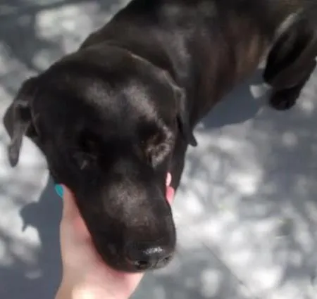 Cachorro ra a Sem raça definida idade  nome Não tem