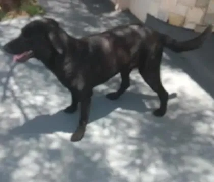 Cachorro ra a Sem raça definida idade  nome Não tem