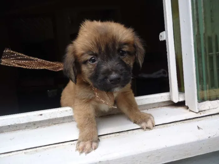 Cachorro ra a xxxxxx idade Abaixo de 2 meses nome xxxxxx