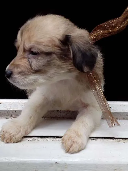 Cachorro ra a xxxxxx idade Abaixo de 2 meses nome xxxxxx