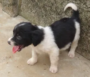 Cachorro raça xxxxxxx idade Abaixo de 2 meses nome xxxxxxx
