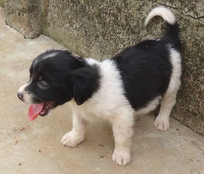 Cachorro ra a xxxxxxx idade Abaixo de 2 meses nome xxxxxxx