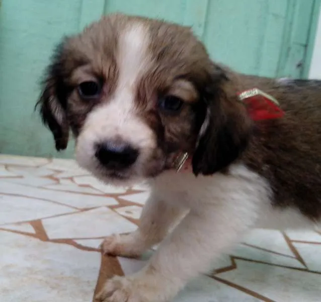 Cachorro ra a xxxxxx idade Abaixo de 2 meses nome xxxxxx