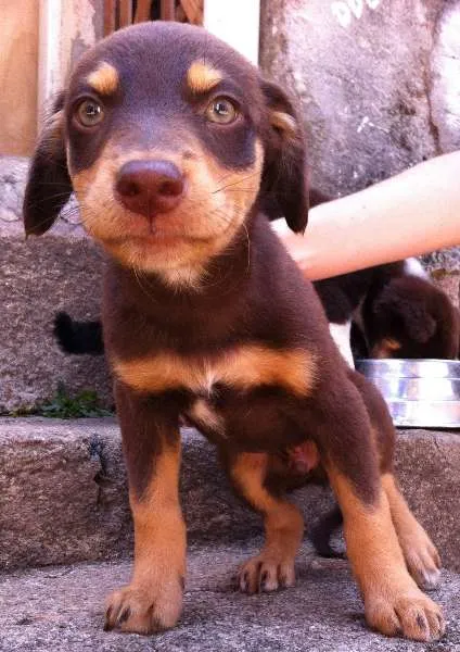Cachorro ra a indefinida idade 2 a 6 meses nome filhotes