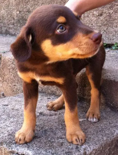 Cachorro ra a indefinida idade 2 a 6 meses nome filhotes