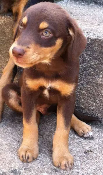 Cachorro ra a indefinida idade 2 a 6 meses nome filhotes