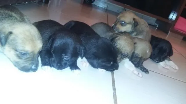 Cachorro ra a raça indefinida idade Abaixo de 2 meses nome sem nomes