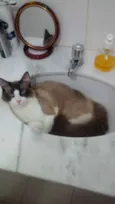 Caco