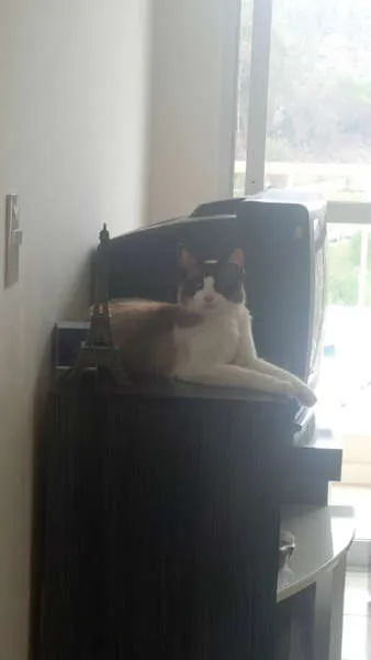 Gato ra a Vira Lata/Siamês idade 1 ano nome Caco