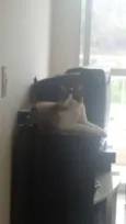 Caco