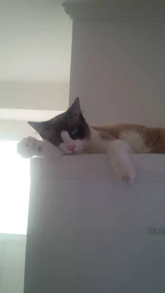 Gato ra a Vira Lata/Siamês idade 1 ano nome Caco