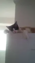 Caco