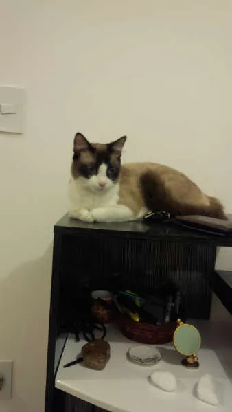 Gato ra a Vira Lata/Siamês idade 1 ano nome Caco