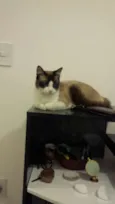 Caco