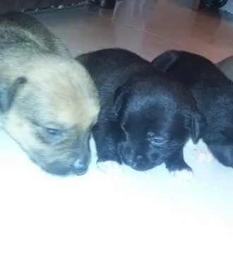 Cachorro ra a raça indefinida idade Abaixo de 2 meses nome sem nomes