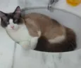 Caco