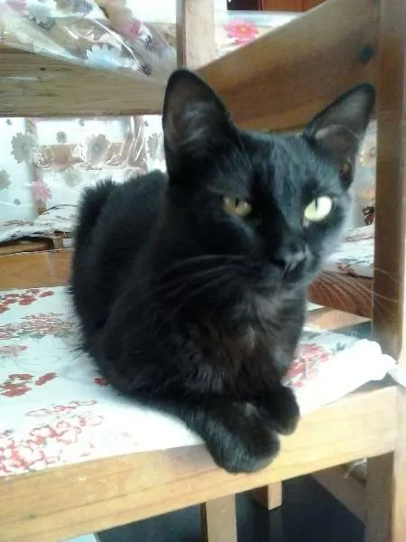 Gato ra a viralatas idade 1 ano nome Rich, Tiririca, Álv