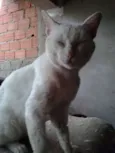 Rich, Tiririca, Álv