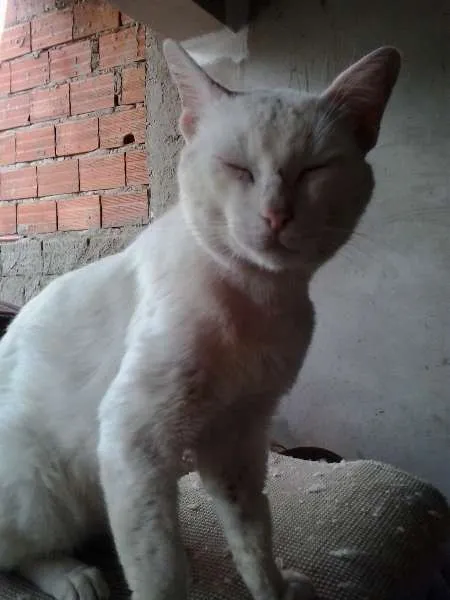 Gato ra a viralatas idade 1 ano nome Rich, Tiririca, Álv