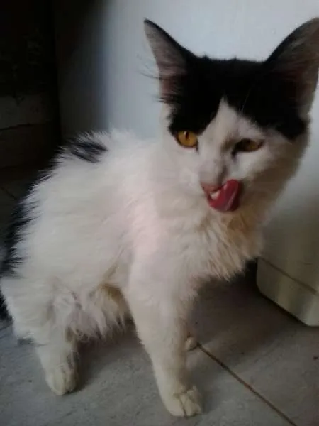 Gato ra a viralatas idade 1 ano nome Rich, Tiririca, Álv