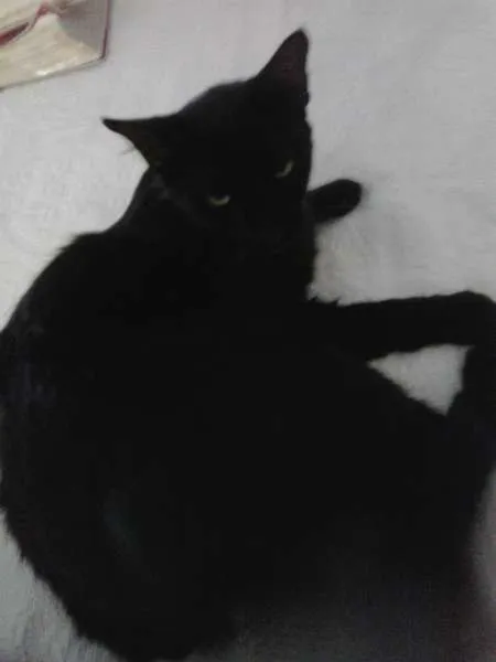 Gato ra a viralatas idade 1 ano nome Rich, Tiririca, Álv