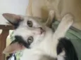 Lindo gatinho