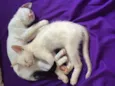 Lindo gatinho